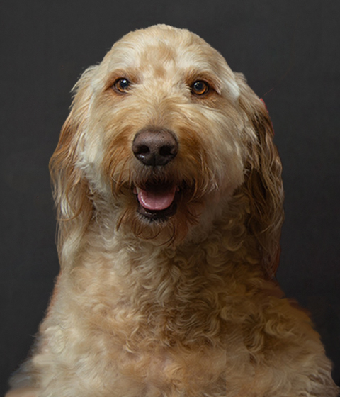 Goose, Counseling Support Dog